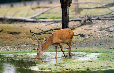 A solitary deer with antlers drinks from a calm pond in a forest clearing, surrounded by trees and natural scenery