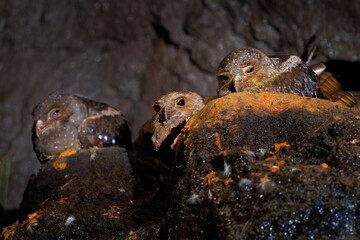 Oilbird - Steatornis caripensis also guacharo, bird similar to nightjar, nesting in colonies in...