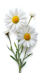 Obraz premium Chamomile flower on a white background