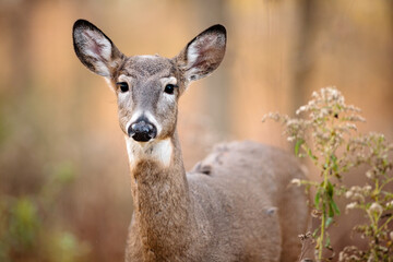 Fototapeta premium A yearling white-tailed deer looks curiously at the activity as it stands in a field near Hartford, Wisconsin in early November