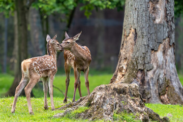Spielende Rotwild-Kälber