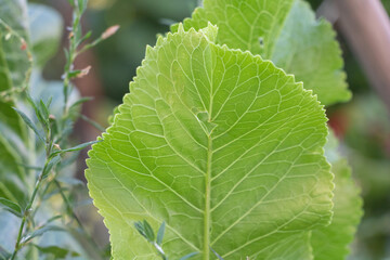 A close-up of the vibrant green leaf of horseradish plant, with its intricate veins and delicate texture, stands out against the soft background