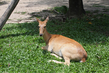 an eld's deer sitting in a park near a tree