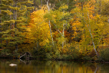 The autumn colors of the forest shoreline reflect off the Manitowish River near Boulder Junction, Wisconsin in early October