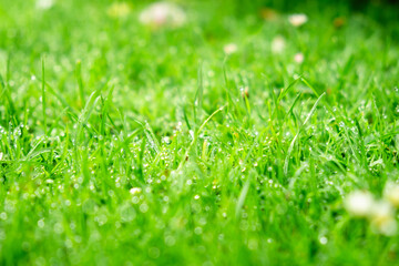 Fresh Dew on Green Grass Blades in the Morning Light - Nature, Outdoors, Refreshing Scenery