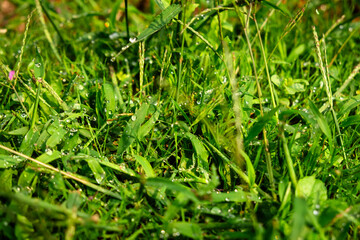 Dew on Fresh Green Grass in Morning Sunlight