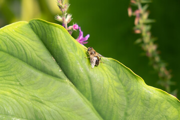 Honeybee Resting on Large Green Leaf with Purple Flower in Vibrant Nature Setting