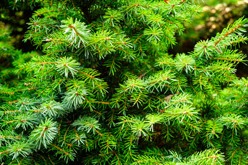 Close-Up of Lush Green Pine Tree Branches with Needles in Natural Forest Setting