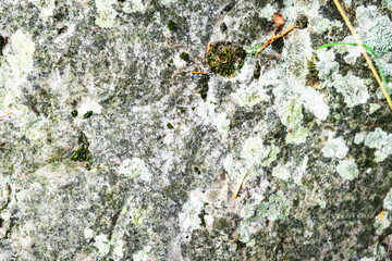 Lichen-Covered Rock Surface with Mossy Patches in Nature