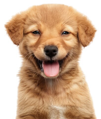 Obraz premium PNG Adorable puppy with happy expression