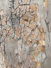 The bark of a tree is covered in moss and has a rough texture. The bark is brown and has a few white spots