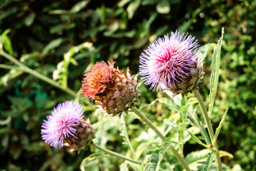 Close-Up of Blooming Thistle Flowers in a Green Garden