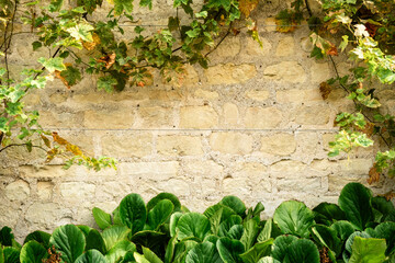 Rustic Stone Wall with Vibrant Green Foliage and Climbing Ivy in Sunlight