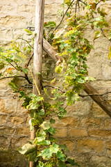 Rustic Stone Wall with Wooden Trellis and Climbing Green Vines in Autumn Sunlight