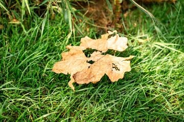 Dry Autumn Leaf on Vibrant Green Grass in Sunlight