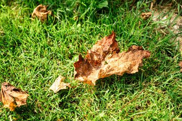 Close-Up of Autumn Leaves on Green Grass in Sunlight