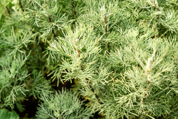 Lush Green Pine Needles in Sunlight - Natural Evergreen Foliage Texture