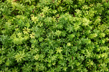 Lush Greenery Background with Vibrant Leaves for Nature and Organic Themes