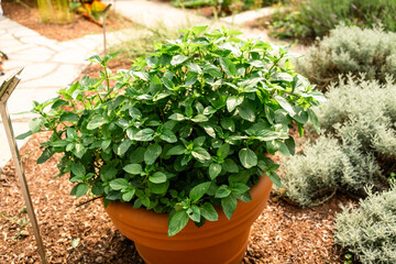 Herb Garden with Lush Basil Plant in Terracotta Pot on a Sunny Day in Outdoor Setting