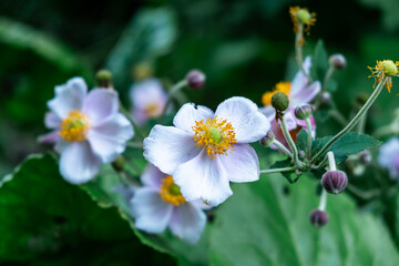 Close-Up of White and Pink Flowers with Yellow Centers in a Lush Green Garden Setting