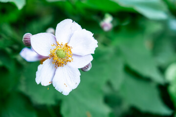 White Anemone Flower Blooming in a Lush Green Garden