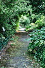 Serene Garden Path Surrounded by Lush Greenery and Foliage