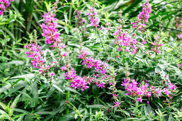 Vibrant Purple Wildflowers Blooming in Lush Greenery on a Sunny Day