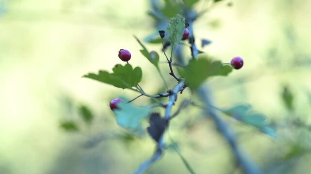 Berries and leaves on a branch. Common hawthorn (Crataegus monogyna)