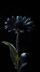 A dark shadowy flower barely visible a pitch black background eerie, mysterious atmosphere wallpaper 