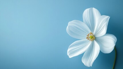 A delicate white flower against a soft blue background, emphasizing beauty and simplicity.