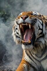 Portrait of a beautiful Tiger in the jungle with smoke background.