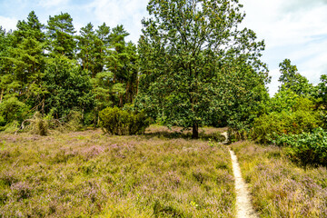 Ein herrliche Wanderung durch die einzigartige und farbenfrohe Landschaft der Borsteler Schweiz - Bispingen - Niedersachsen - Deutschland