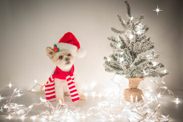 Christmas dog with tree and Lights.