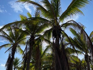 Fototapeta premium Vista de las hojas de palmera y el cielo