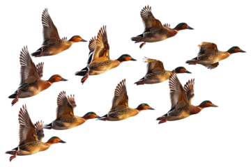 PNG Flying ducks in formation