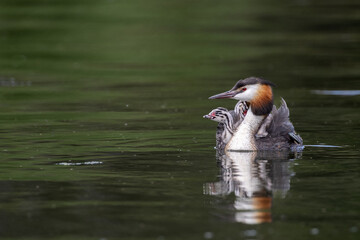 Merganser bird swimming and carrying two chicks on back