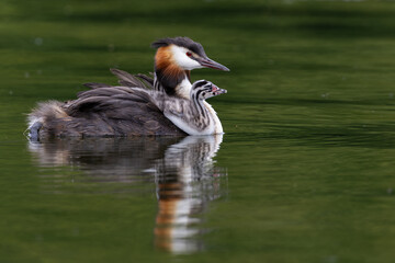 Merganser bird swimming and carrying two chicks on back