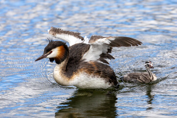 Merganser bird swimming and spreading wings with one chick visible