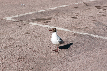 Seagull taking a break at a parking lot.