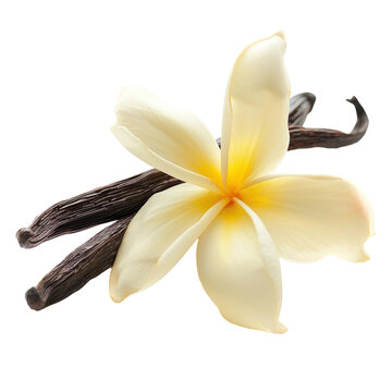 recommend clip art: Vanilla flowers and vanilla pods isolated on white or transparent background, png clipart, design element. Easy to place on any other background.