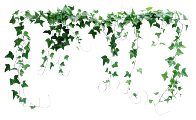 Hanging green ivy vines decoration