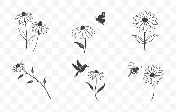 Print Rudbeckia Flower Botanical Line Art Vector Set with Detailed Illustrations of Black Eyed Susan Blooms and Foliage