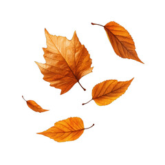 Naklejka premium A collection of autumn leaves showcasing shades of orange and brown, perfect for seasonal designs and nature themes. transparent background