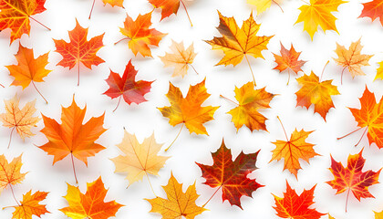 Fototapeta premium pattern of colorful autumn maple leaves with hard light isolated on white background. Warm colors of Autumn