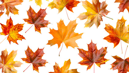 Obraz premium pattern of colorful autumn maple leaves with hard light isolated on white background. Warm colors of Autumn