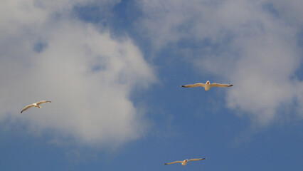 flying gull  (Larus argentatus)