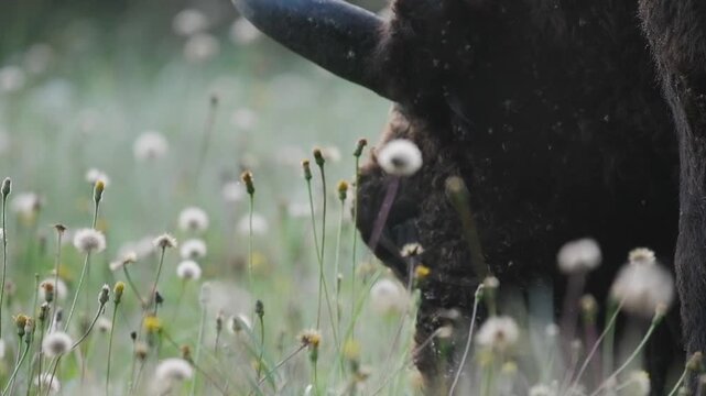 Close-up of a Bison in a Meadow