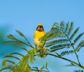 blue and yellow parrot