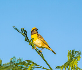 yellow and blue bird