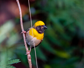 Fototapeta premium yellow wagtail on a branch